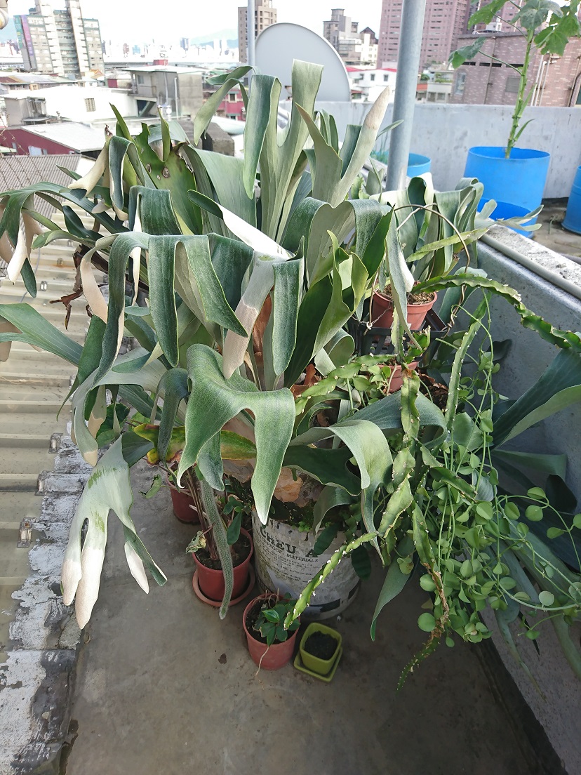 按此在新視窗瀏覽圖片