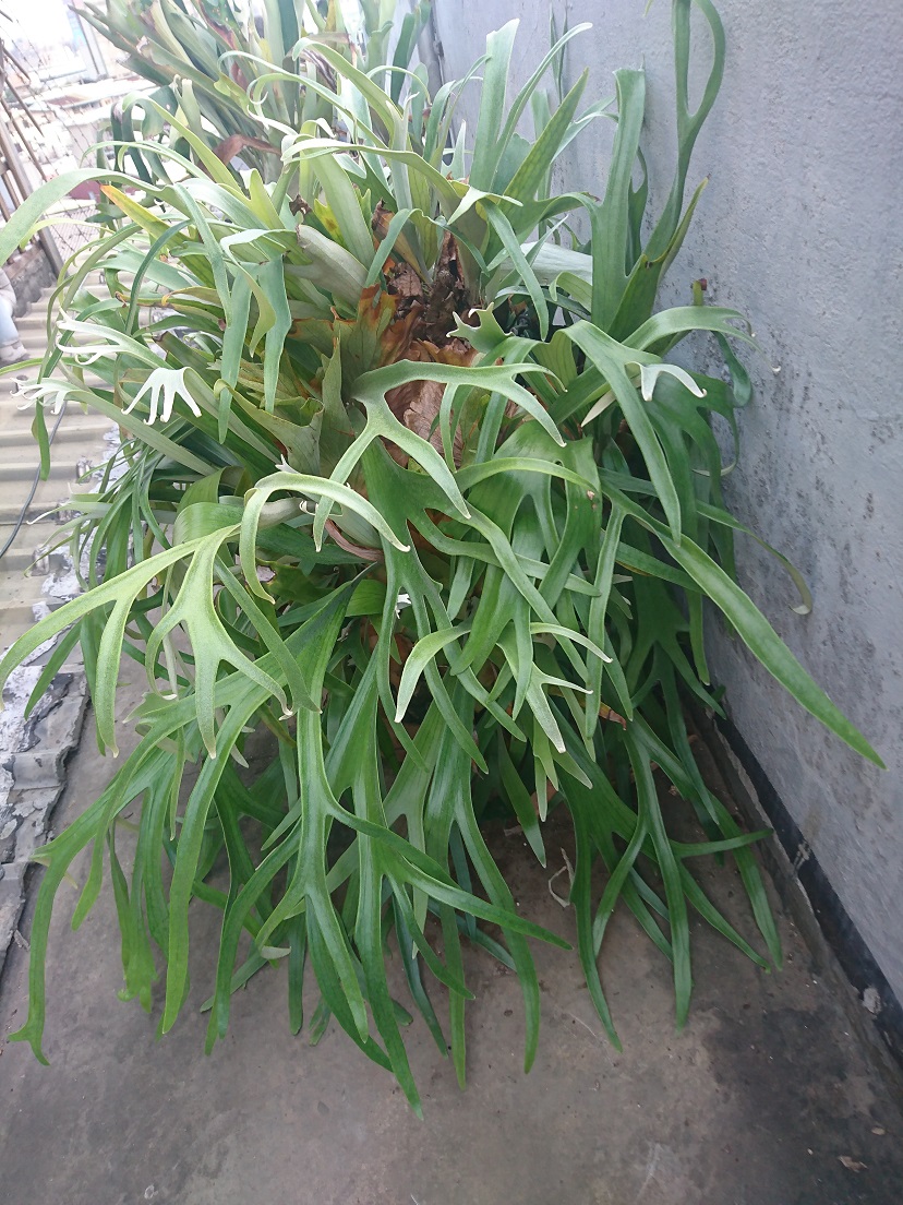 按此在新視窗瀏覽圖片