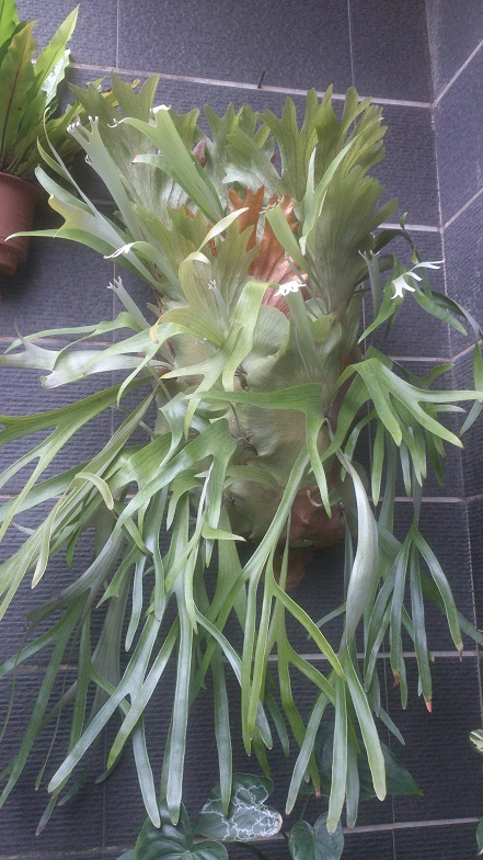 按此在新視窗瀏覽圖片