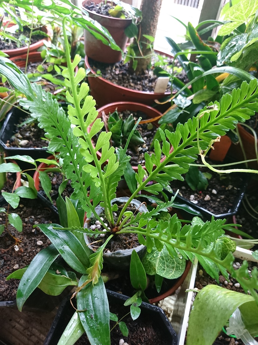 按此在新視窗瀏覽圖片