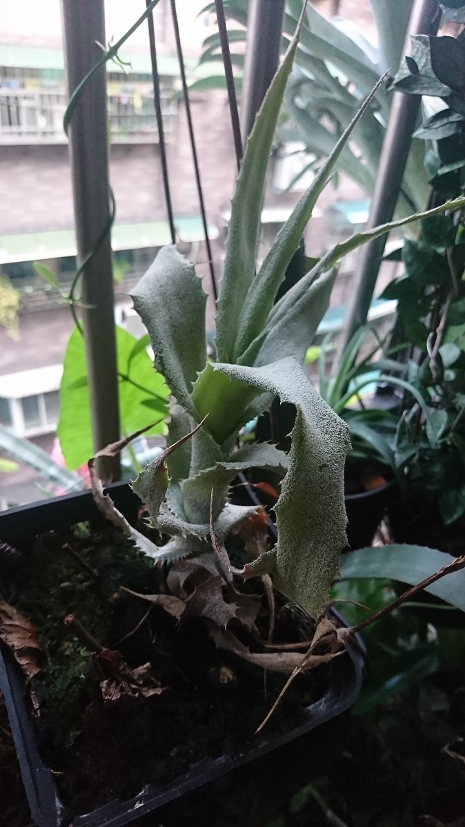 按此在新視窗瀏覽圖片