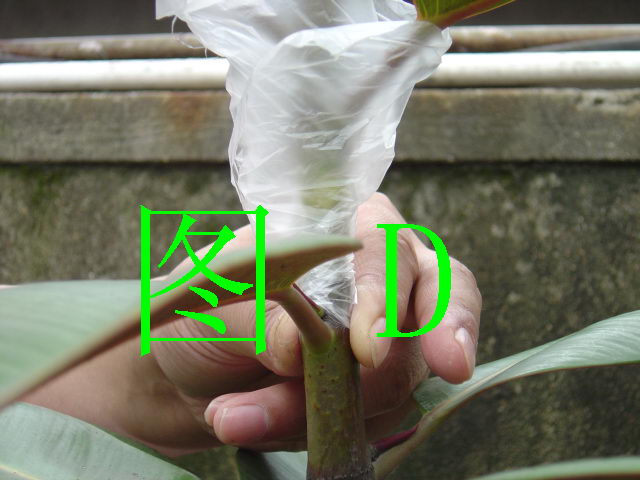 按此在新視窗瀏覽圖片