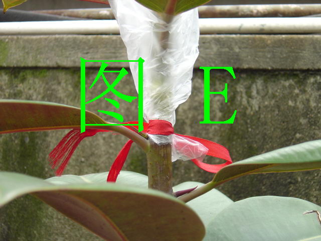 按此在新視窗瀏覽圖片