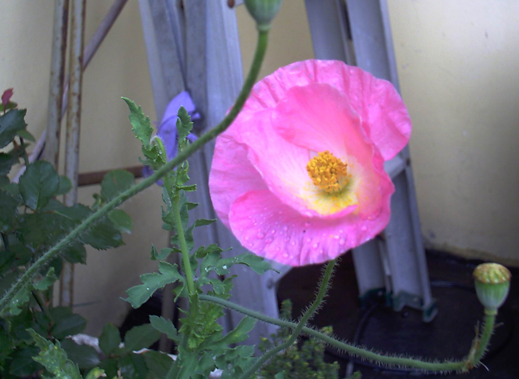 按此在新視窗瀏覽圖片