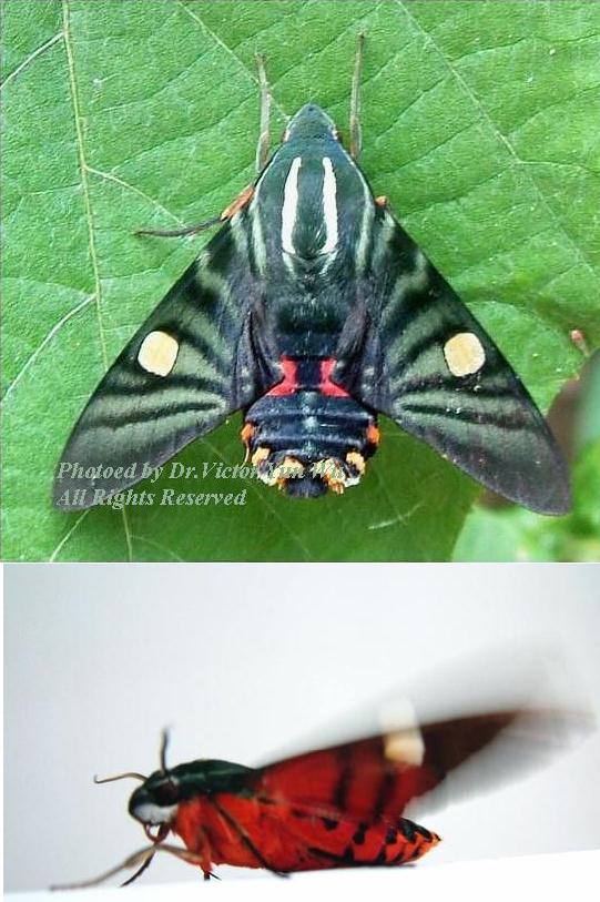 按此在新視窗瀏覽圖片