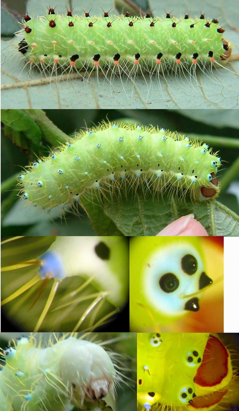 按此在新視窗瀏覽圖片