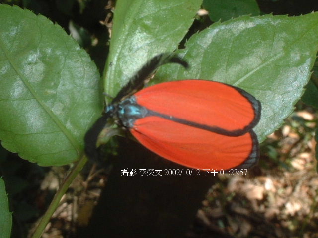 按此在新視窗瀏覽圖片