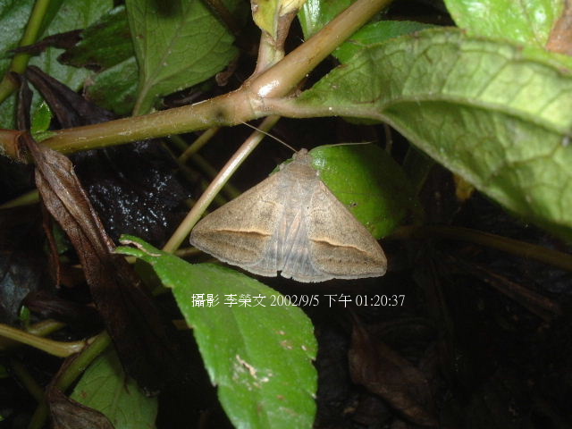 按此在新視窗瀏覽圖片