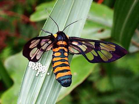 «ö¦¹¦b·sµøµ¡ÂsÄý¹Ï¤ù