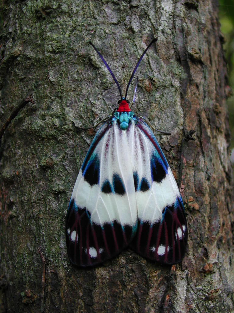 按此在新視窗瀏覽圖片