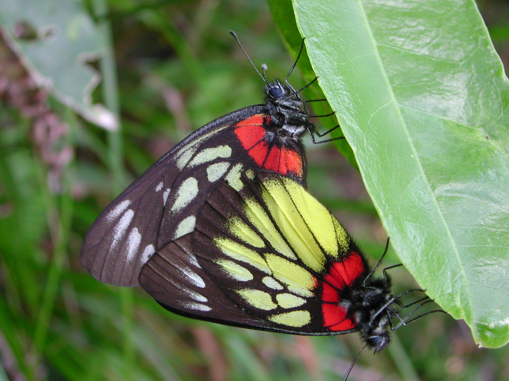 按此在新視窗瀏覽圖片