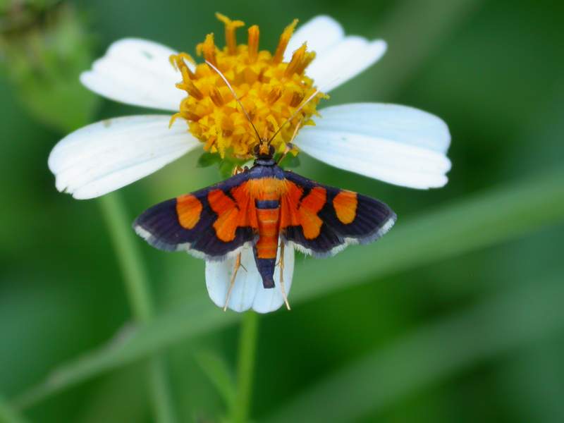 按此在新視窗瀏覽圖片
