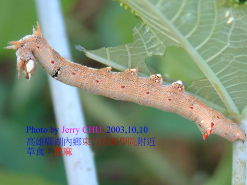 按此在新視窗瀏覽圖片