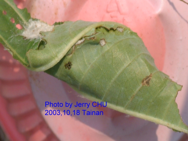 按此在新視窗瀏覽圖片