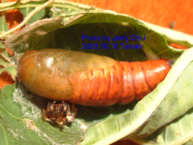 按此在新視窗瀏覽圖片