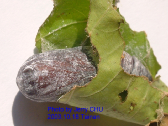 按此在新視窗瀏覽圖片