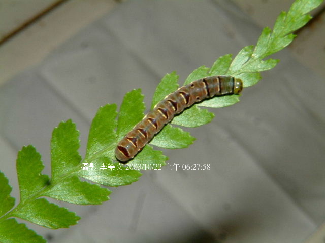 按此在新視窗瀏覽圖片