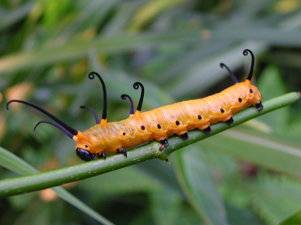 按此在新視窗瀏覽圖片