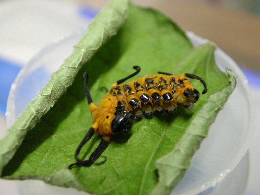 按此在新視窗瀏覽圖片