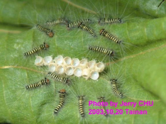 按此在新視窗瀏覽圖片