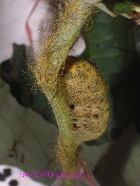 按此在新視窗瀏覽圖片