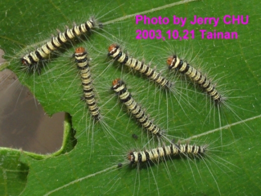 按此在新視窗瀏覽圖片