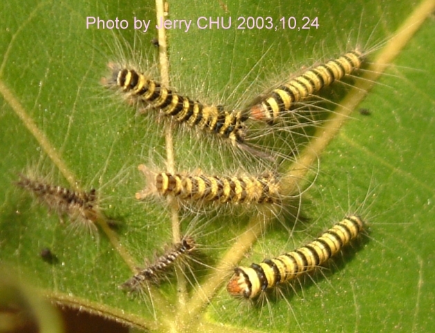 按此在新視窗瀏覽圖片