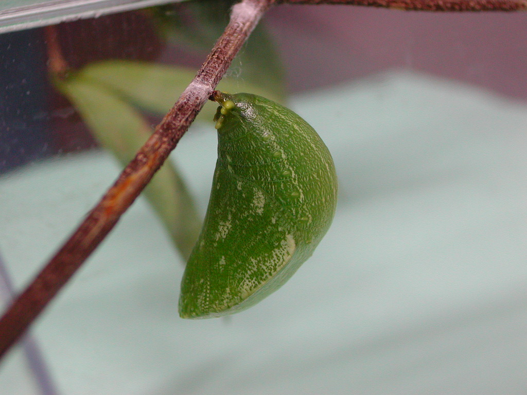 按此在新視窗瀏覽圖片