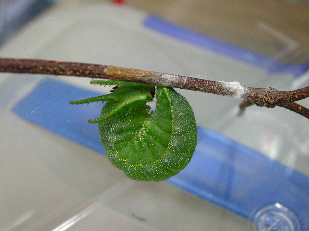 按此在新視窗瀏覽圖片