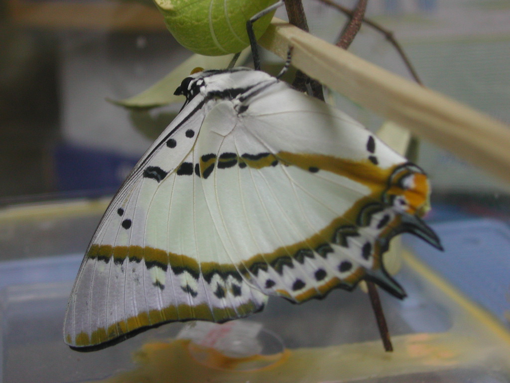 按此在新視窗瀏覽圖片