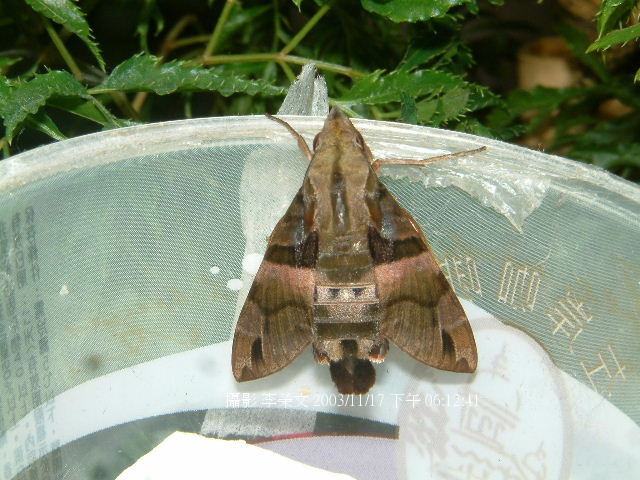 按此在新視窗瀏覽圖片