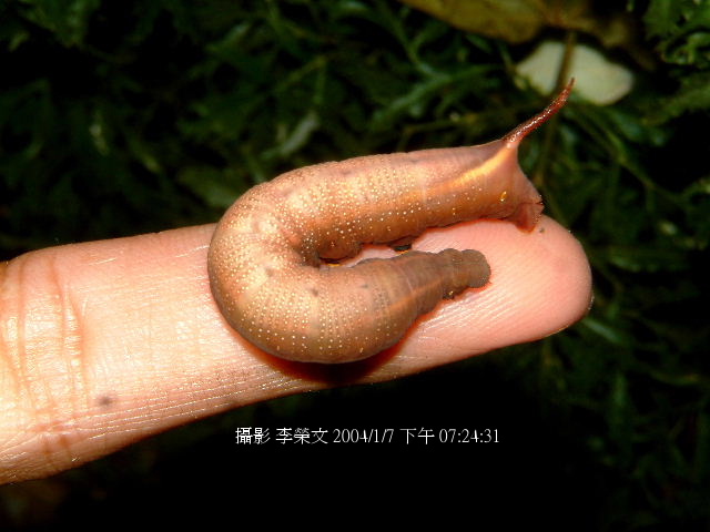 按此在新視窗瀏覽圖片