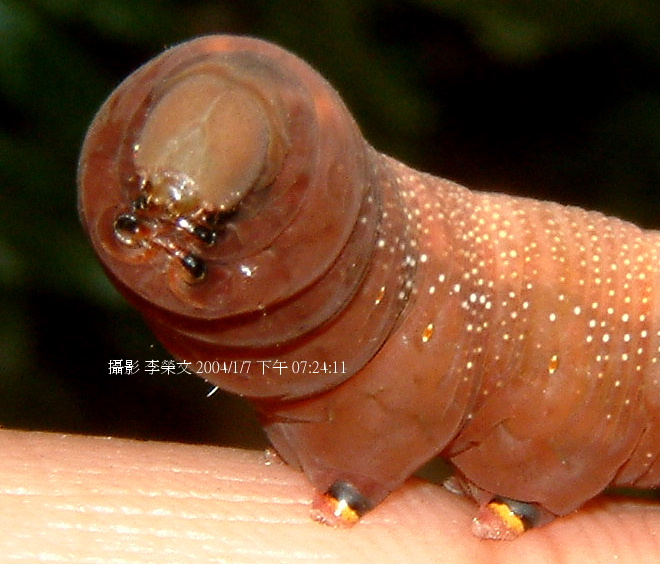 按此在新視窗瀏覽圖片