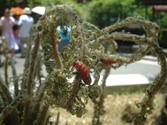 按此在新視窗瀏覽圖片