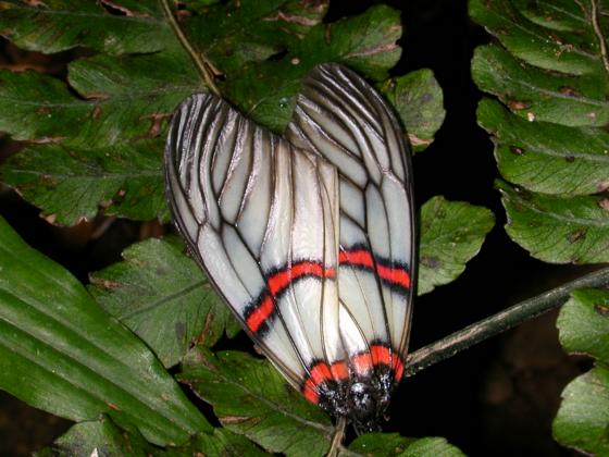 按此在新視窗瀏覽圖片