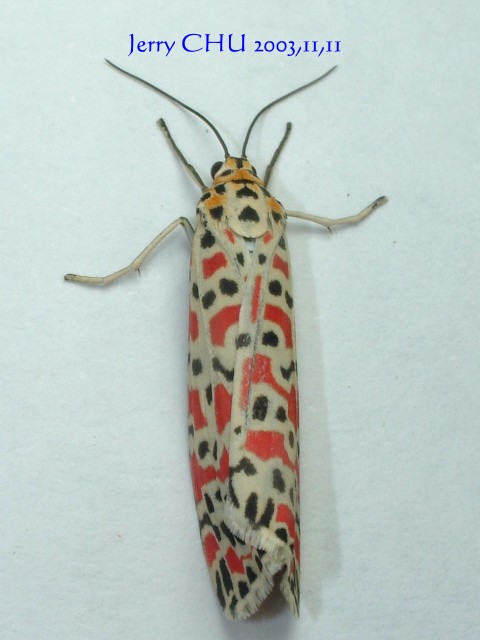 按此在新視窗瀏覽圖片