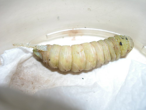 按此在新視窗瀏覽圖片