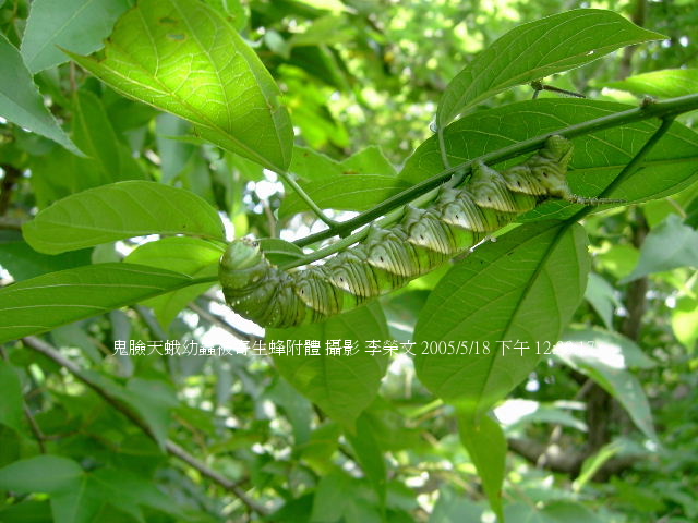 按此在新視窗瀏覽圖片