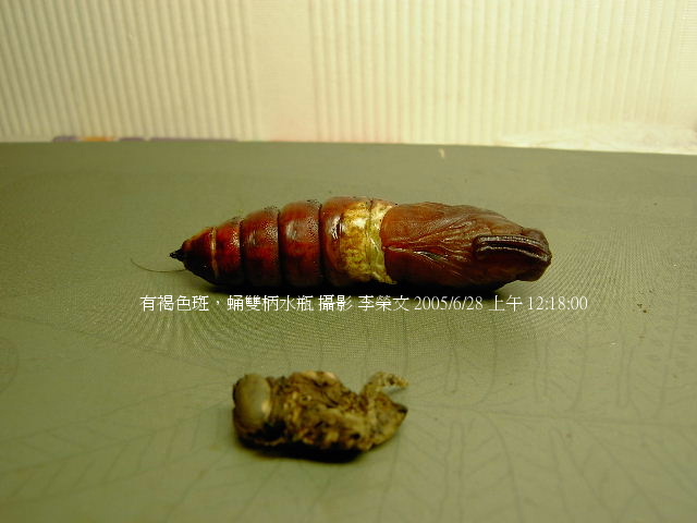 按此在新視窗瀏覽圖片