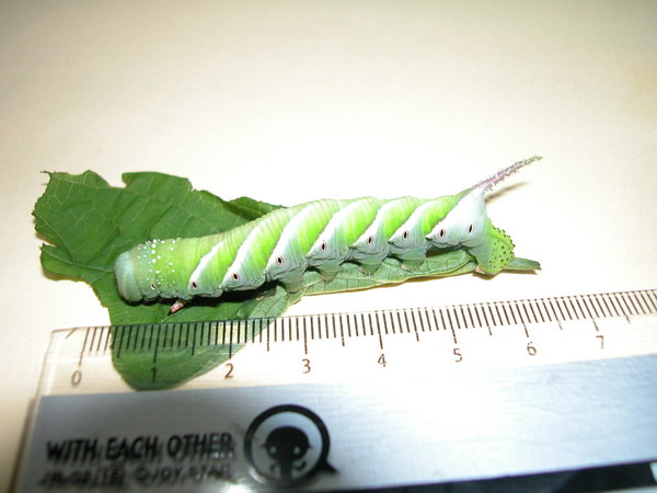 按此在新視窗瀏覽圖片