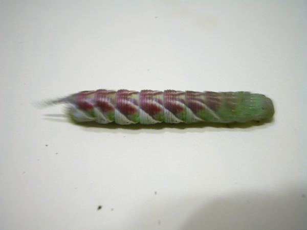 按此在新視窗瀏覽圖片