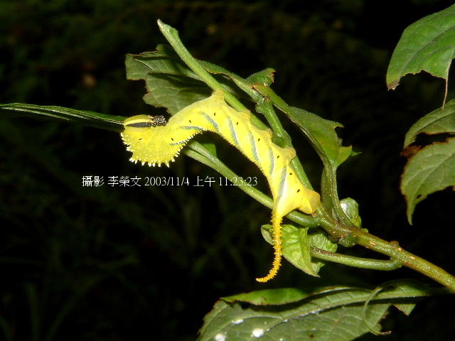 按此在新視窗瀏覽圖片