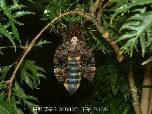 按此在新視窗瀏覽圖片