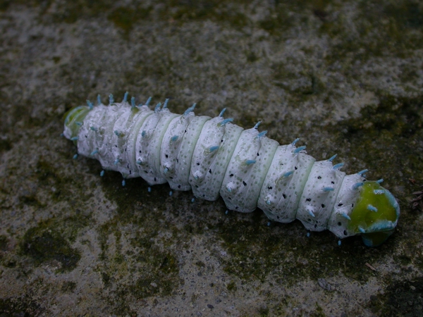 按此在新視窗瀏覽圖片