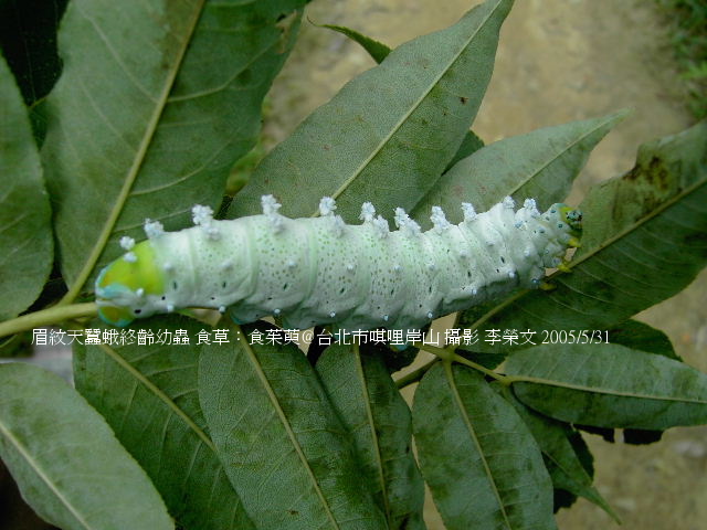 按此在新視窗瀏覽圖片