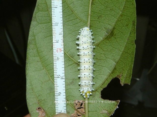 按此在新視窗瀏覽圖片