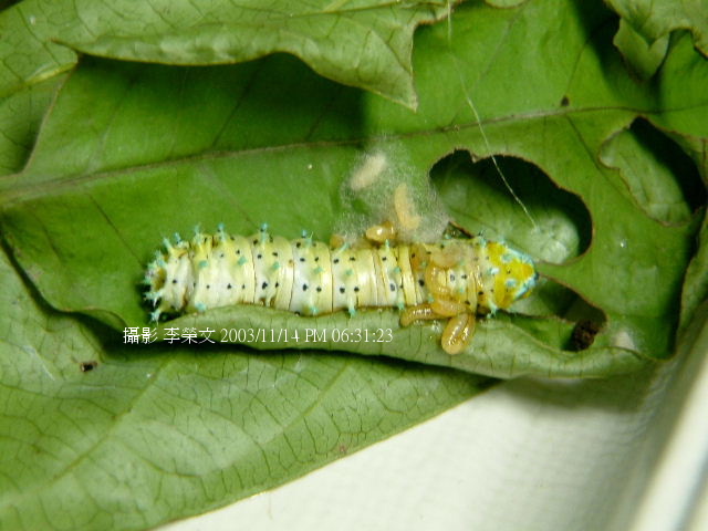 按此在新視窗瀏覽圖片