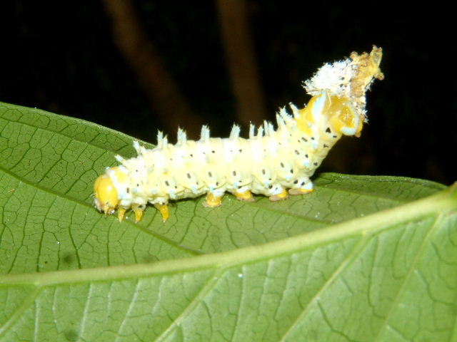 按此在新視窗瀏覽圖片