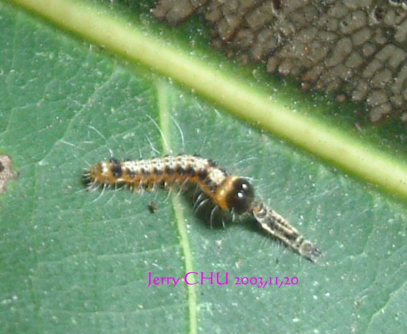 按此在新視窗瀏覽圖片