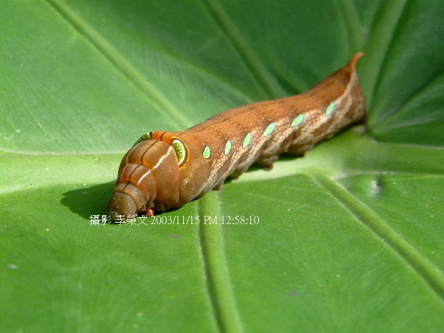 按此在新視窗瀏覽圖片